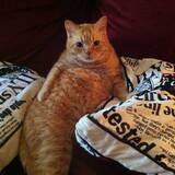 Entry image for Sir Booger