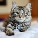 Entry image for Lucas