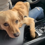 Entry image for Goldie