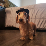 Entry image for Hans