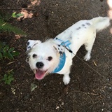 Entry image for Rocky