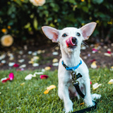 Entry image for Norman