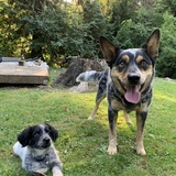 Entry image for Finn and Magellan