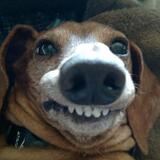 Entry image for Buddy the wiener dog