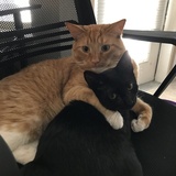 Entry image for Murphy and Oliver