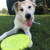 Entry image for Claude the Dog