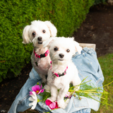 Entry image for NeeNee & Keira