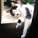 Entry image for Xena “Left Eye” Warrior Princess 