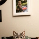 Entry image for Dixie