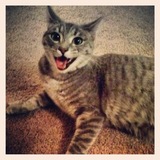 Entry image for Dixie