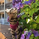 Entry image for Keena