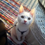 Entry image for Coral