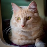 Entry image for Odin