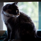 Entry image for Freya 