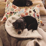 Entry image for Daisy & Zelda