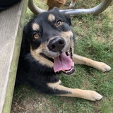 Entry image for Peyton