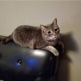 Entry image for Winston Purrchill