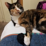 Entry image for Callie