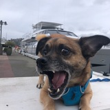 Entry image for Fang