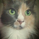 Entry image for Daisy