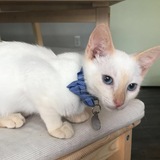 Entry image for Waxillium 