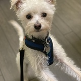 Entry image for Noodle