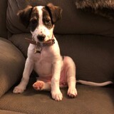 Entry image for Nutmeg