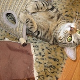 Entry image for Princess Bella