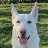 Entry image for Rigby