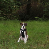 Entry image for Peanut