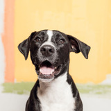 Entry image for Pepper