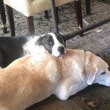 Entry image for Luna & Jhonathan