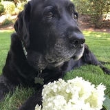 Entry image for Murphy