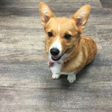 Entry image for Daphne