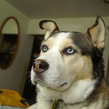 Entry image for Chinook