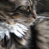 Entry image for Tobey