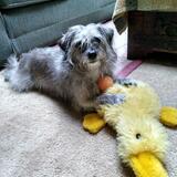 Entry image for Rosie