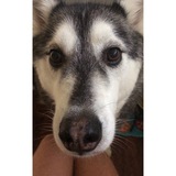 Entry image for Indy