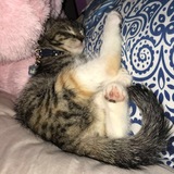 Entry image for Tink