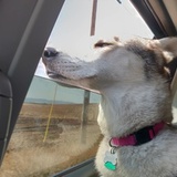 Entry image for Bella