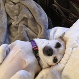 Entry image for Clarice