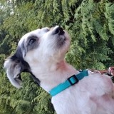 Entry image for Sheeba