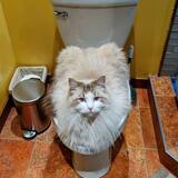 Entry image for Biscuits 