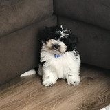 Entry image for Riggs