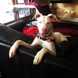 Entry image for Julius