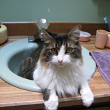 Entry image for Ajax