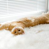 Entry image for Buck