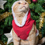 Entry image for Buck