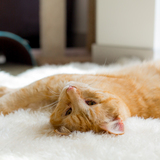 Entry image for Buck