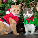 Entry image for Buck and Mittens